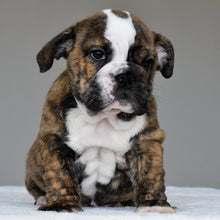 LUNA - $2800 - WB English Bulldogs