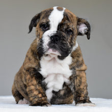 LUNA - $2800 - WB English Bulldogs