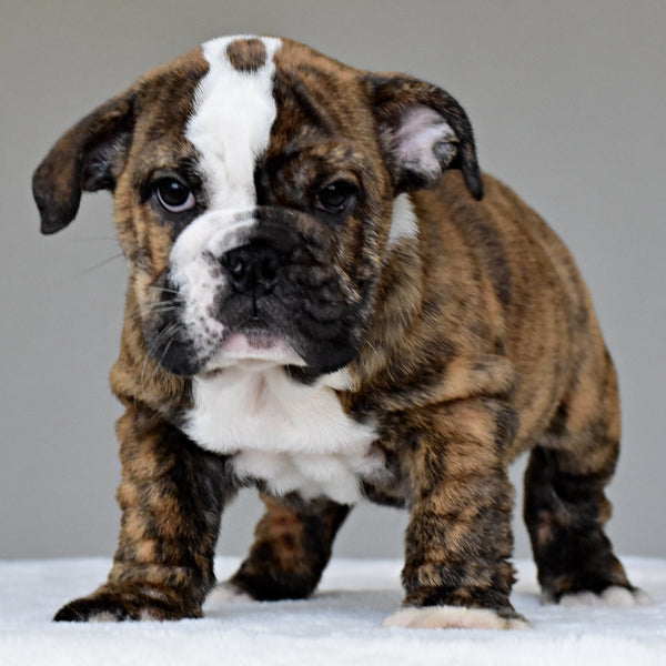 LUNA - $2800 - WB English Bulldogs