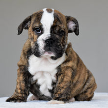 LUNA - $2800 - WB English Bulldogs