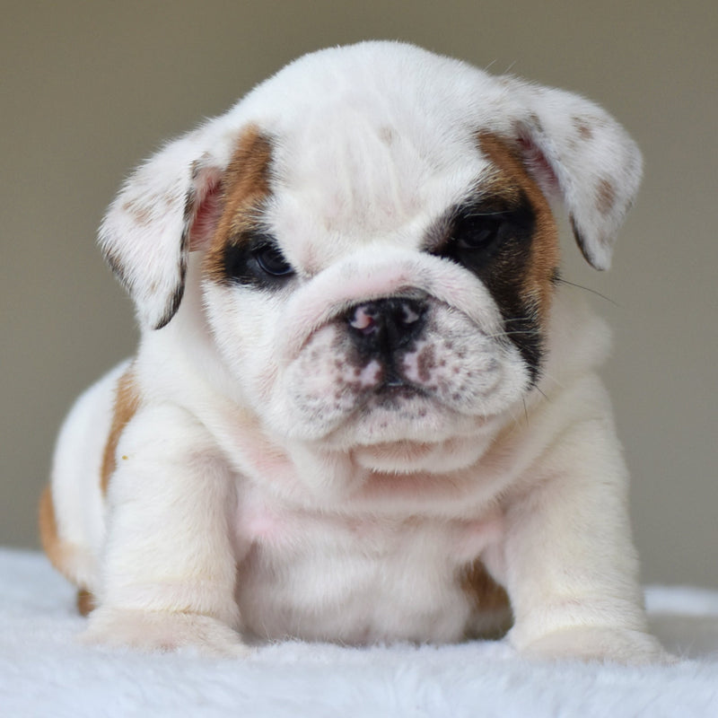 🎀 LUNA - WB English Bulldogs
