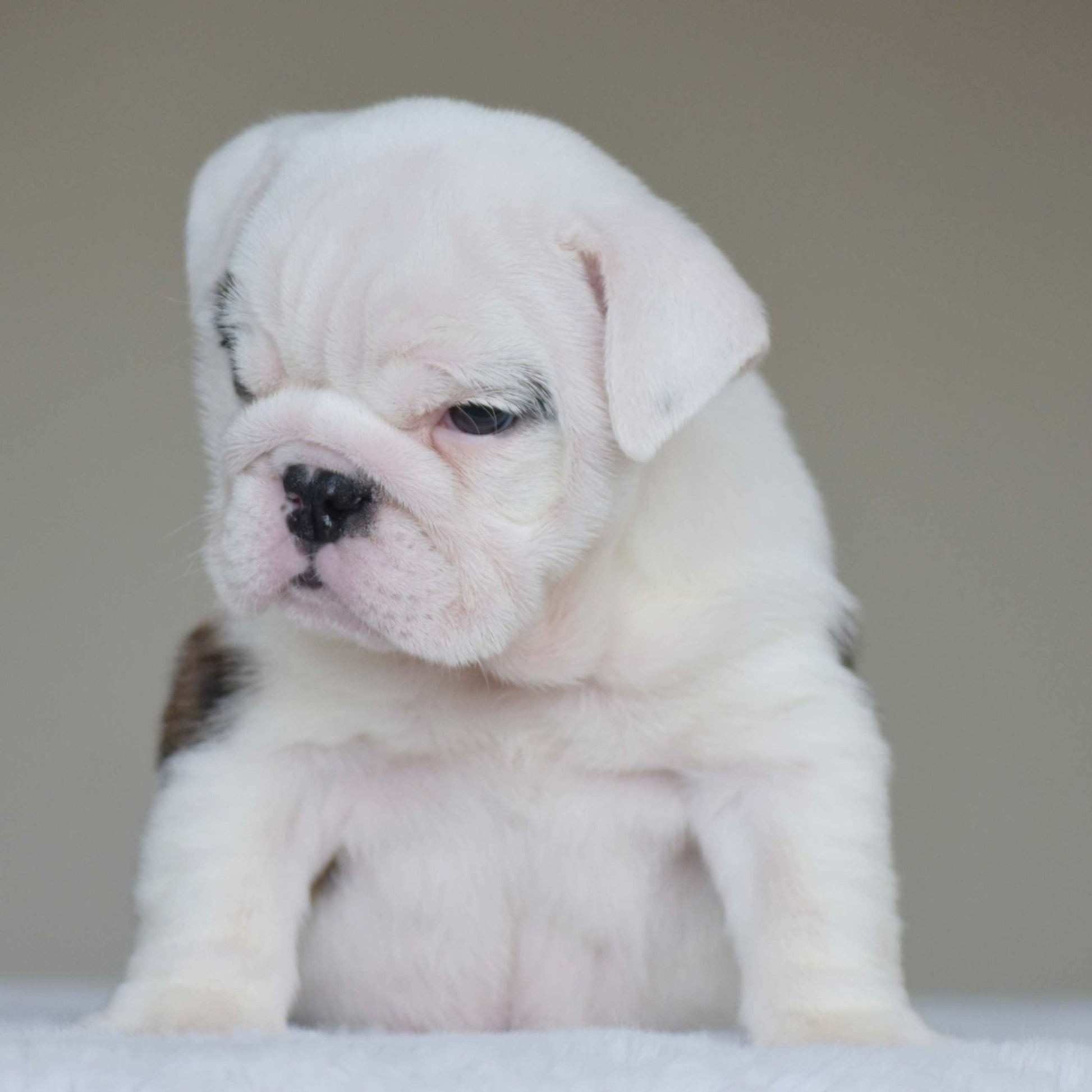 LUNA (Girl) - WB English Bulldogs