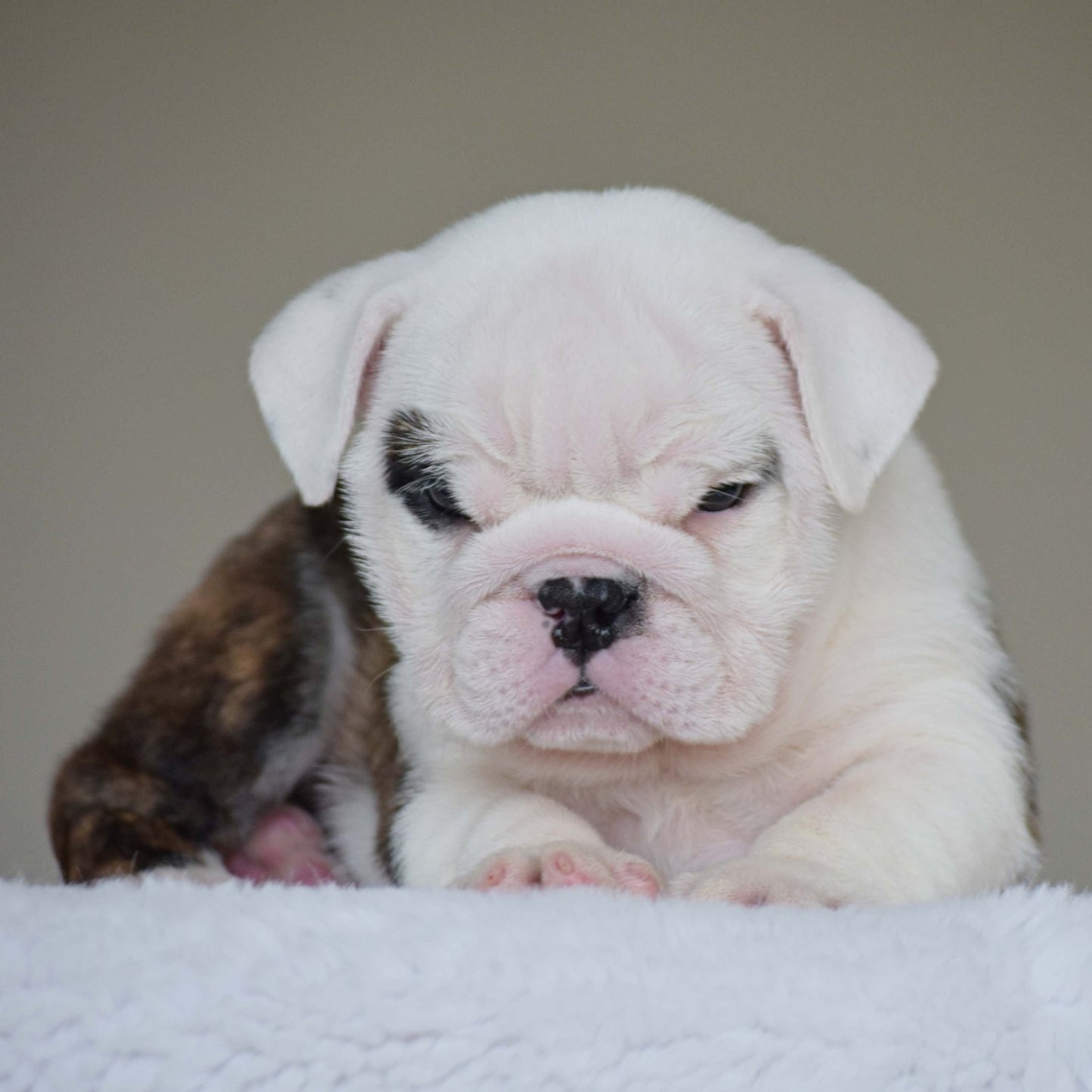 LUNA (Girl) - WB English Bulldogs