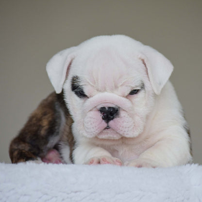 LUNA (Girl) - WB English Bulldogs