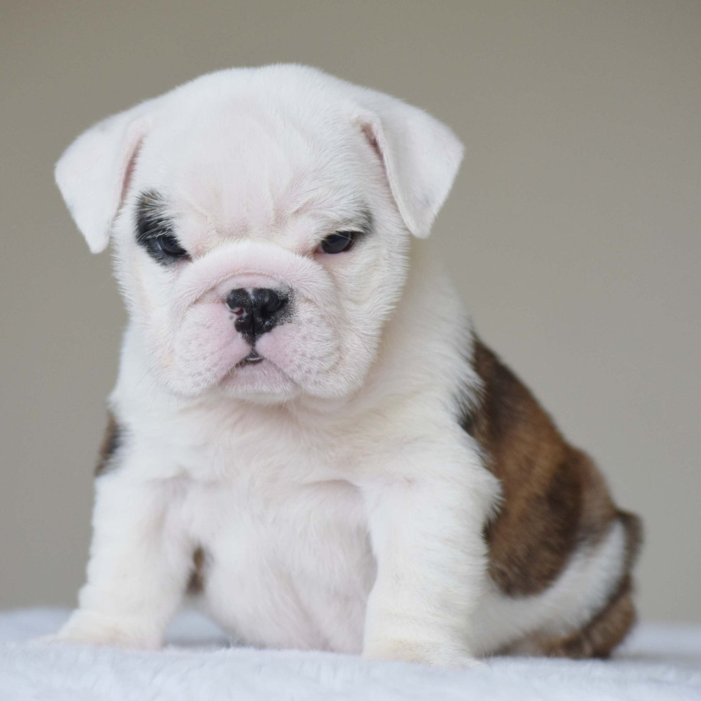 LUNA (Girl) - WB English Bulldogs