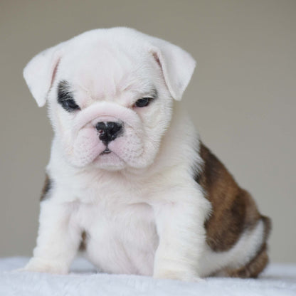 LUNA (Girl) - WB English Bulldogs