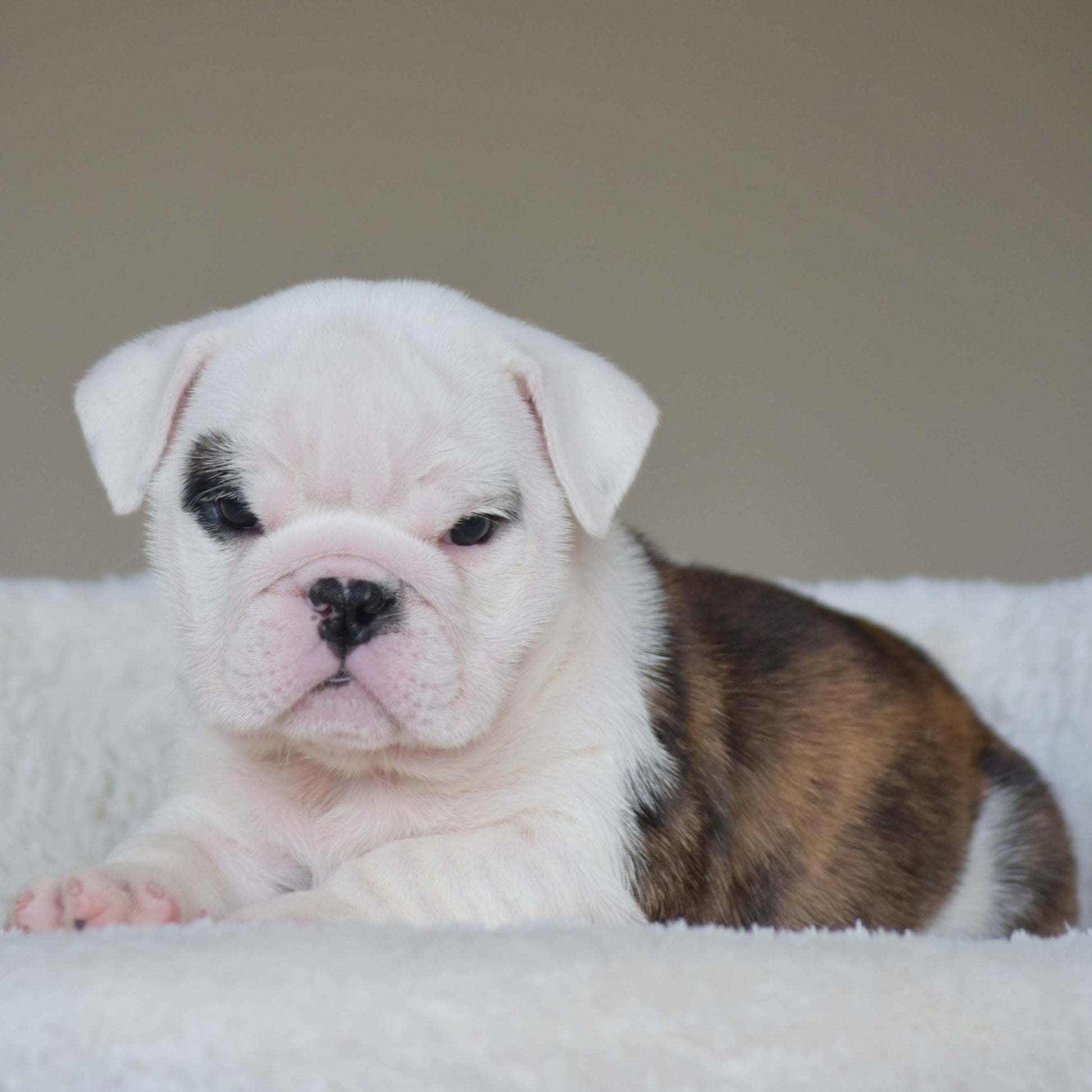 LUNA (Girl) - WB English Bulldogs