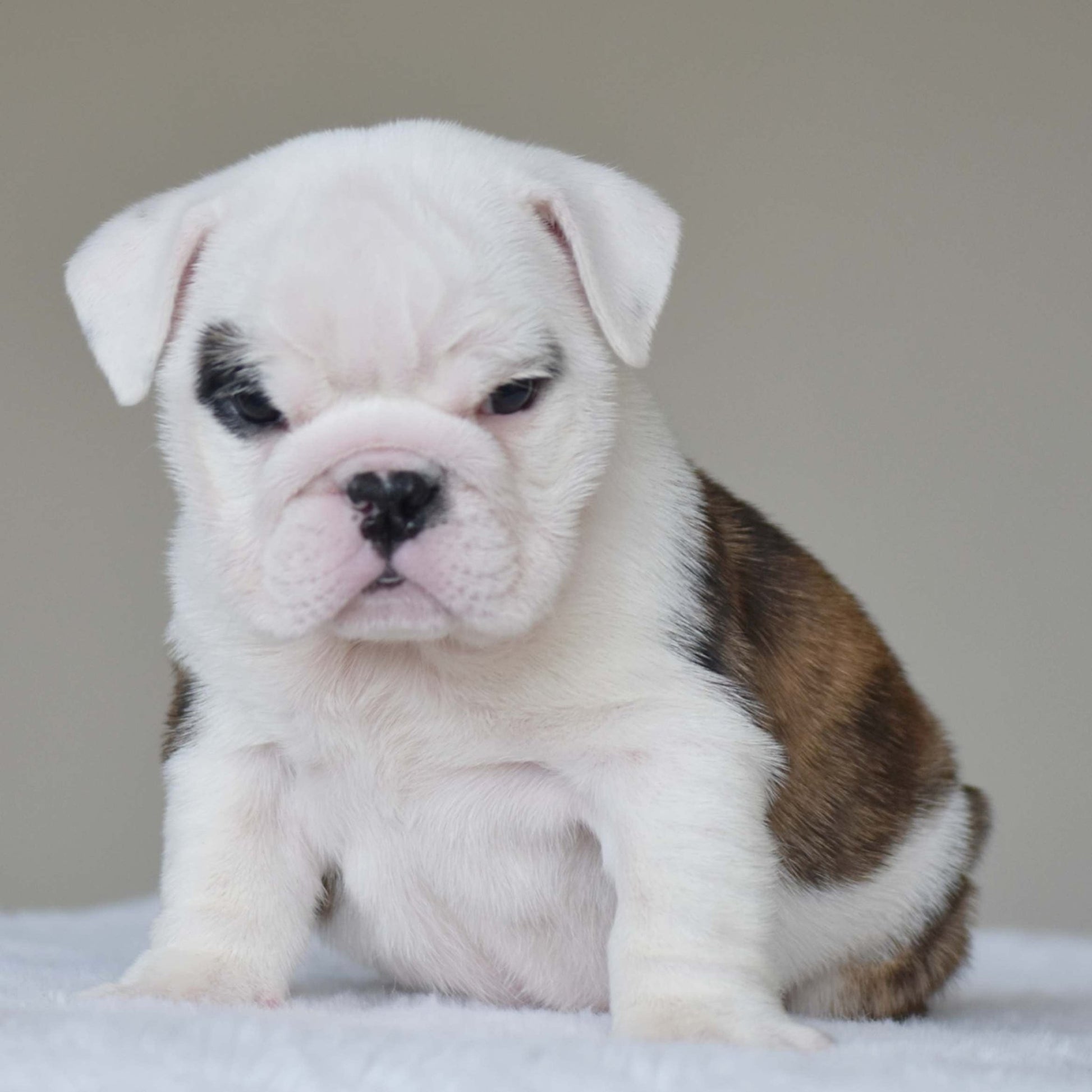 LUNA (Girl) - WB English Bulldogs