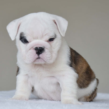 LUNA (Girl) - WB English Bulldogs