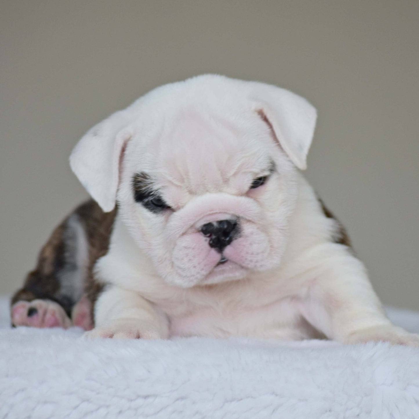 LUNA (Girl) - WB English Bulldogs