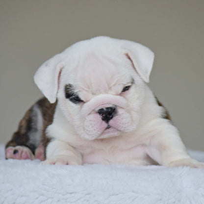 LUNA (Girl) - WB English Bulldogs