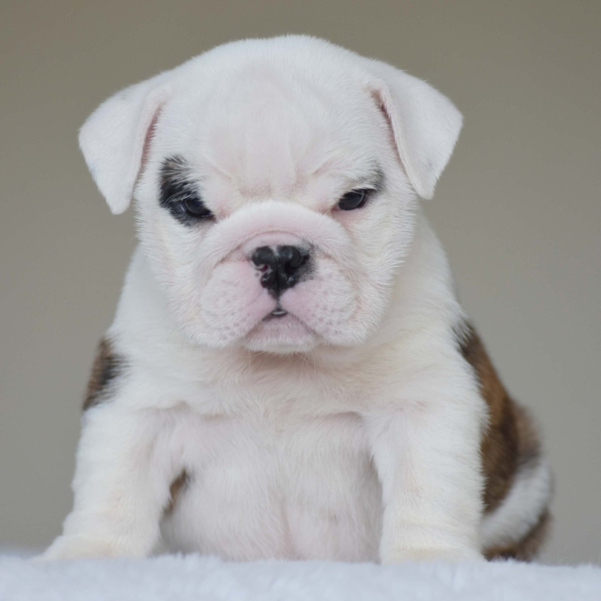 LUNA (Girl) - WB English Bulldogs