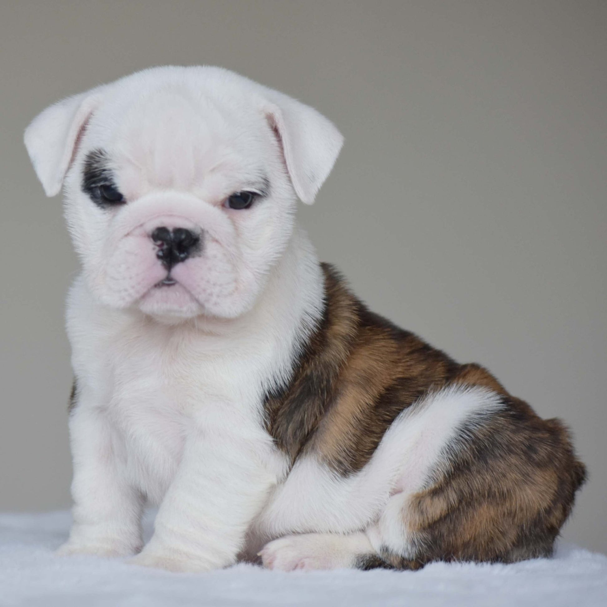 LUNA (Girl) - WB English Bulldogs