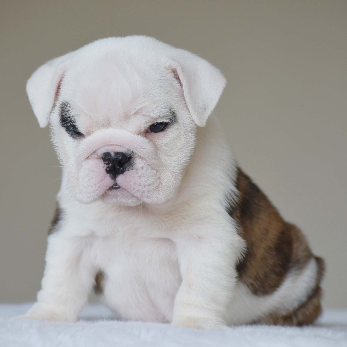 LUNA (Girl) - WB English Bulldogs