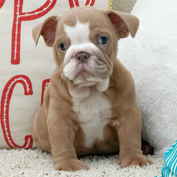 MAPLE - $2,800 - WB English Bulldogs