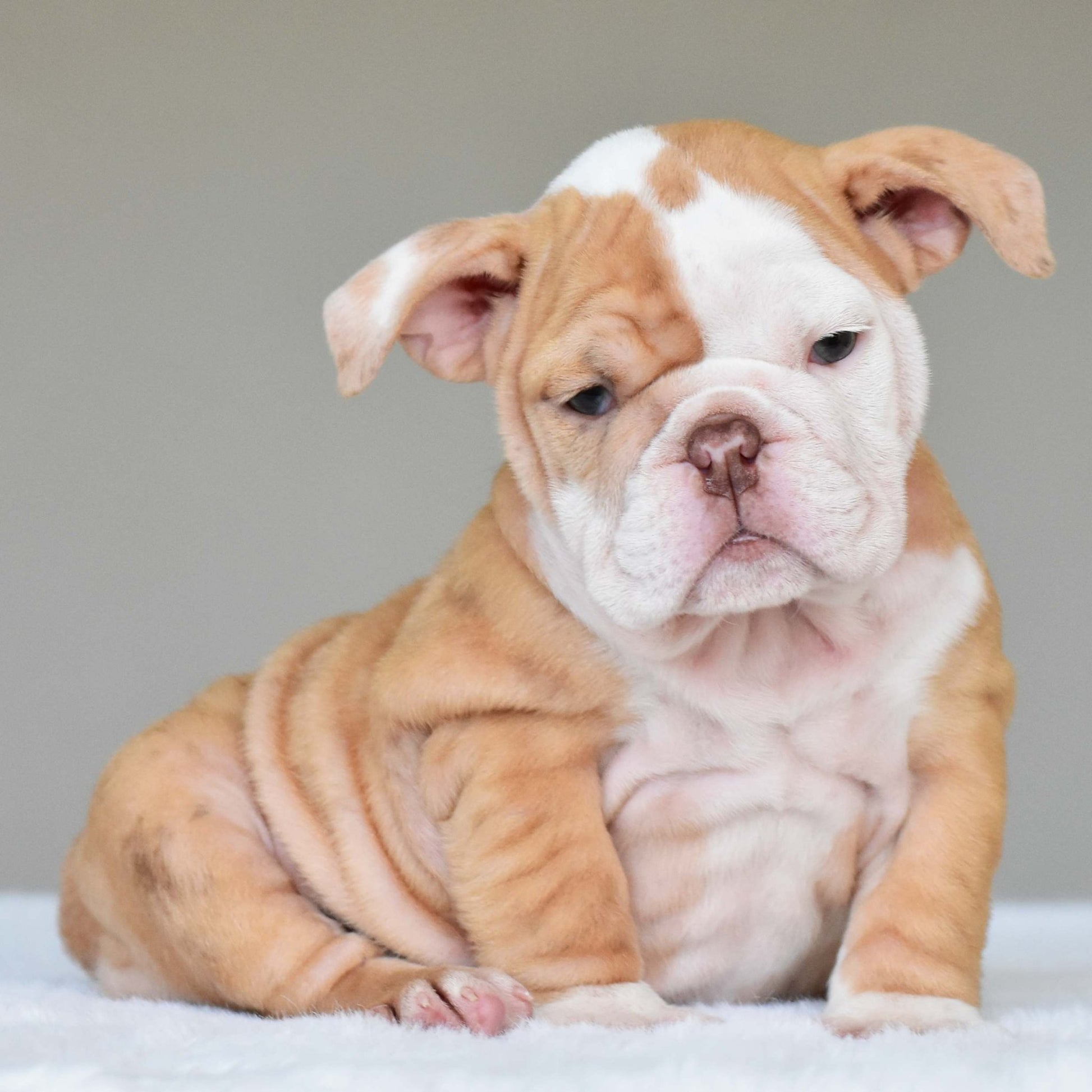 MAPLE (Girl) - WB English Bulldogs