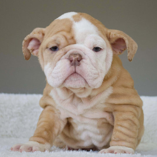 MAPLE (Girl) - WB English Bulldogs