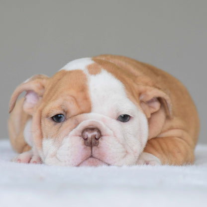 MAPLE (Girl) - WB English Bulldogs