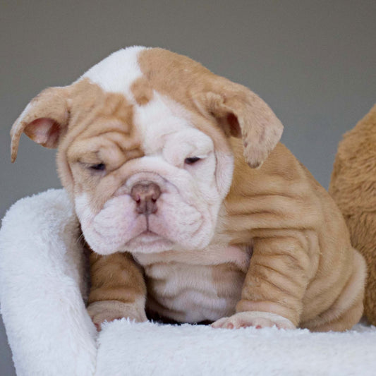 MAPLE (Girl) - WB English Bulldogs