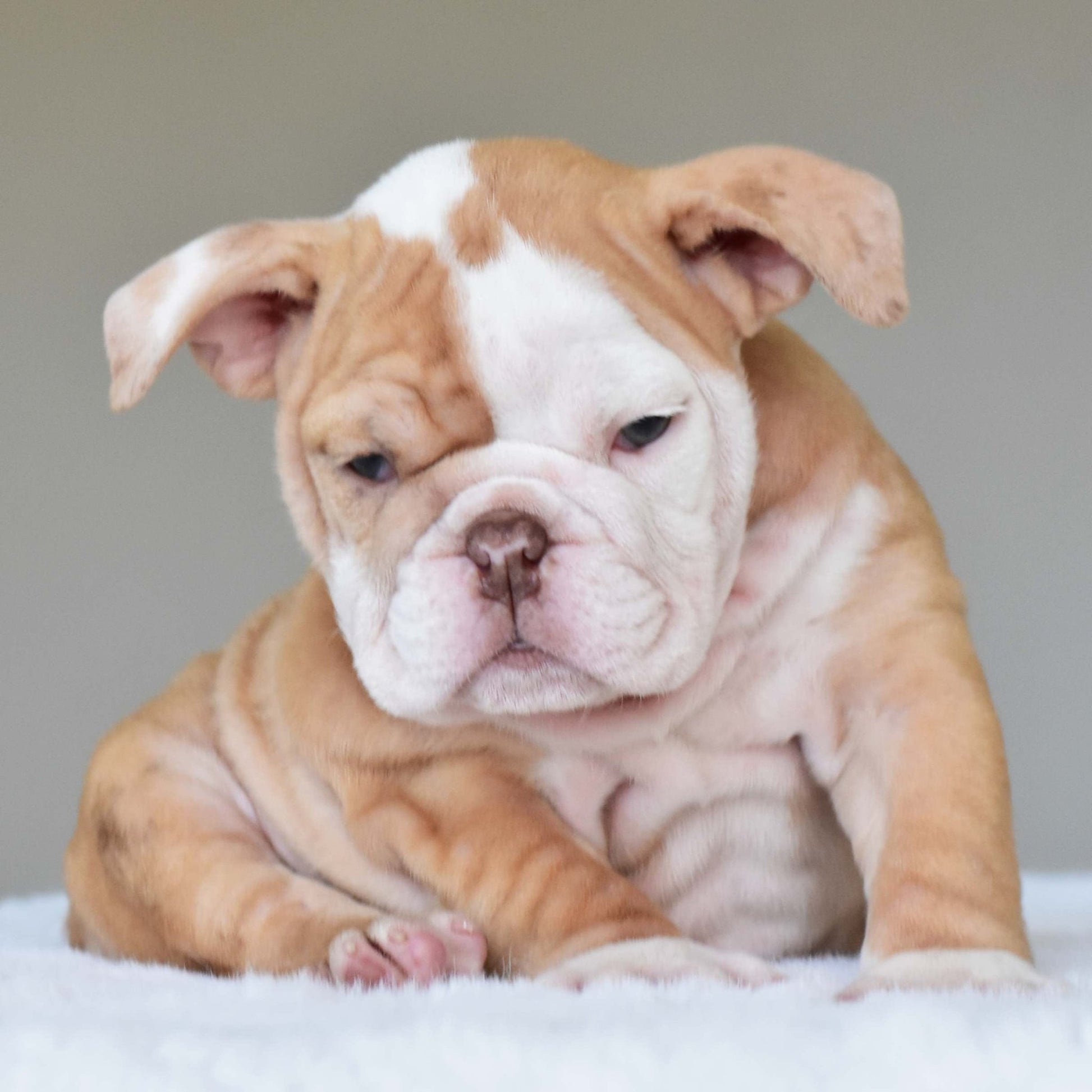 MAPLE (Girl) - WB English Bulldogs