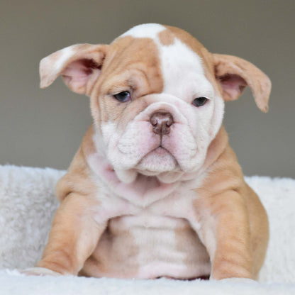 MAPLE (Girl) - WB English Bulldogs