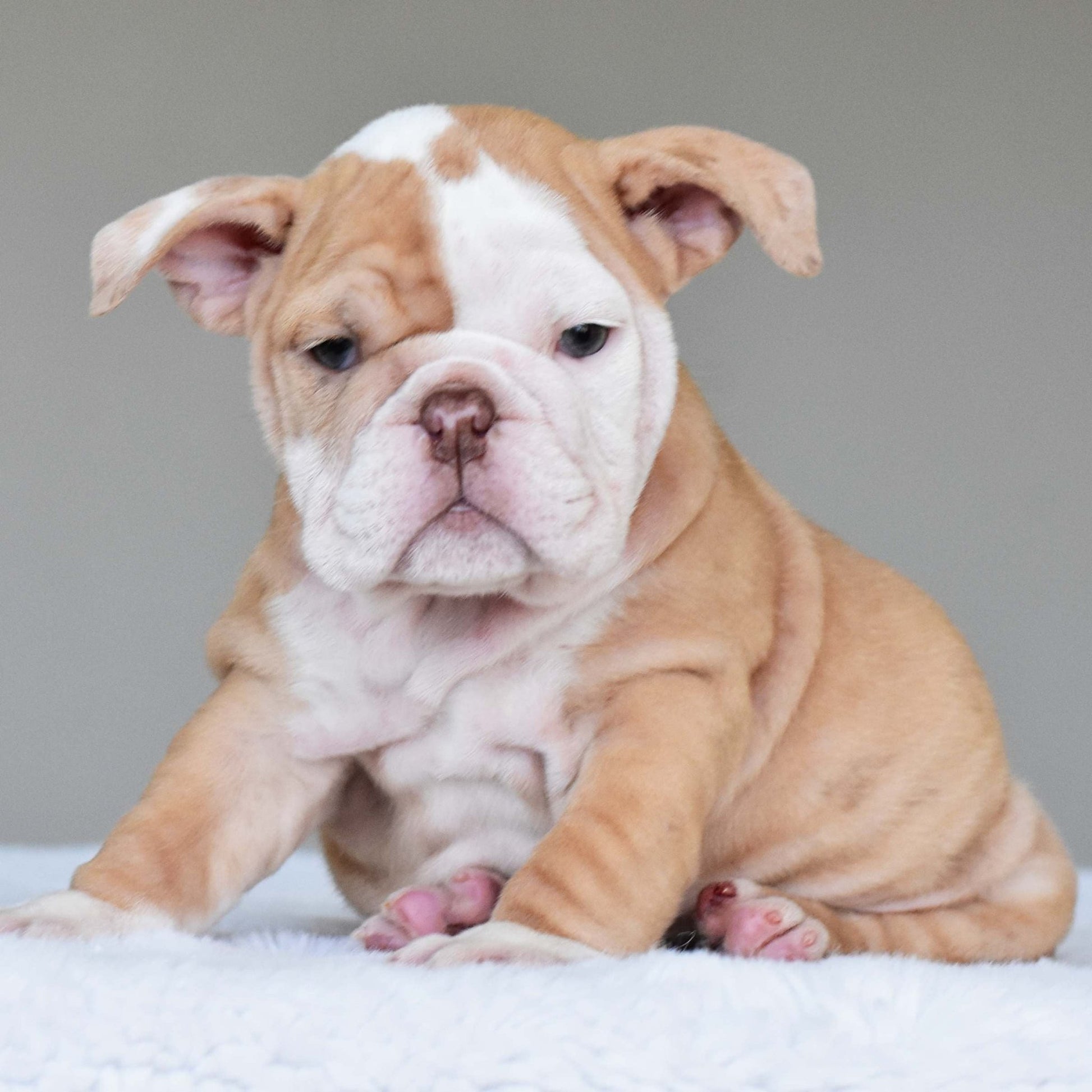 MAPLE (Girl) - WB English Bulldogs