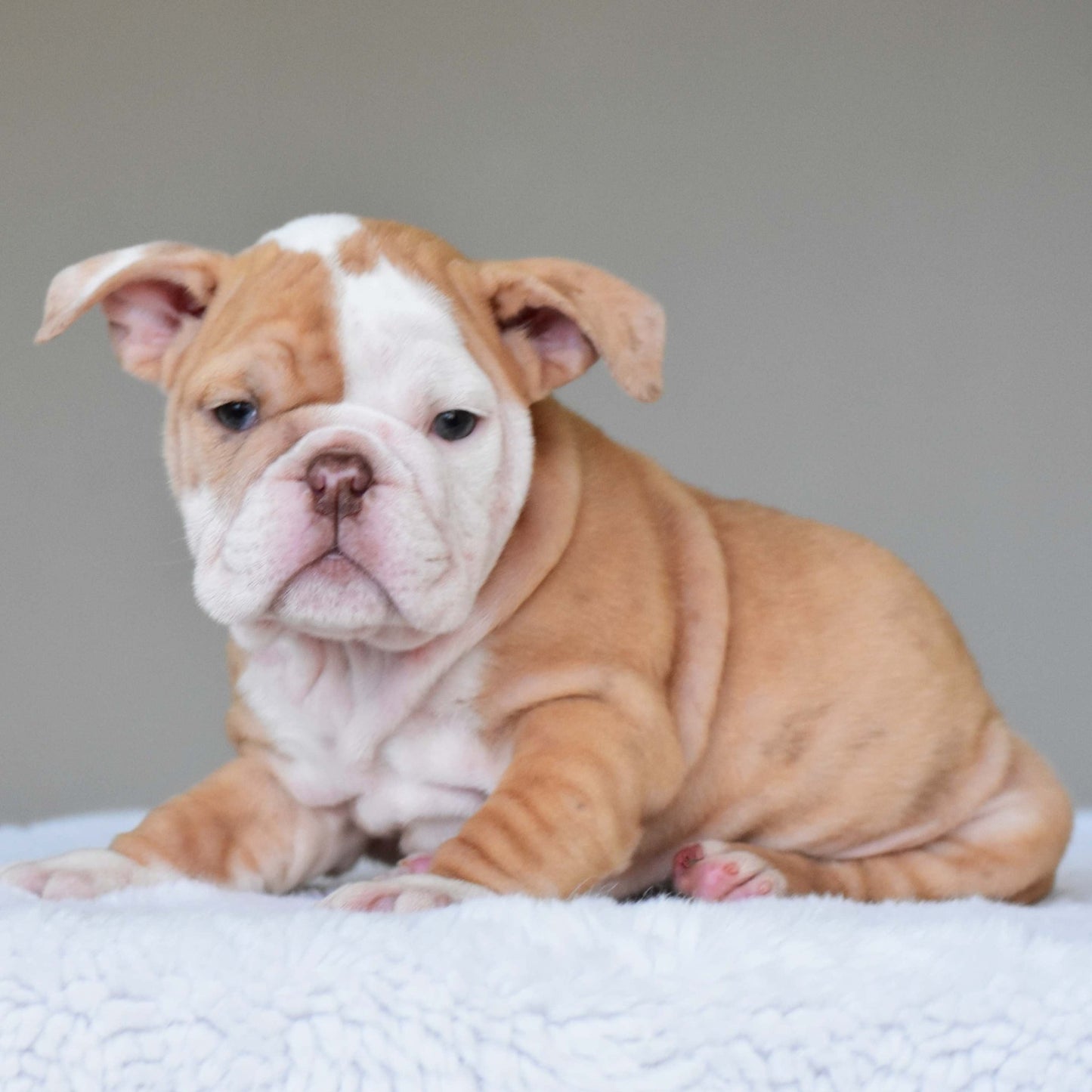 MAPLE (Girl) - WB English Bulldogs