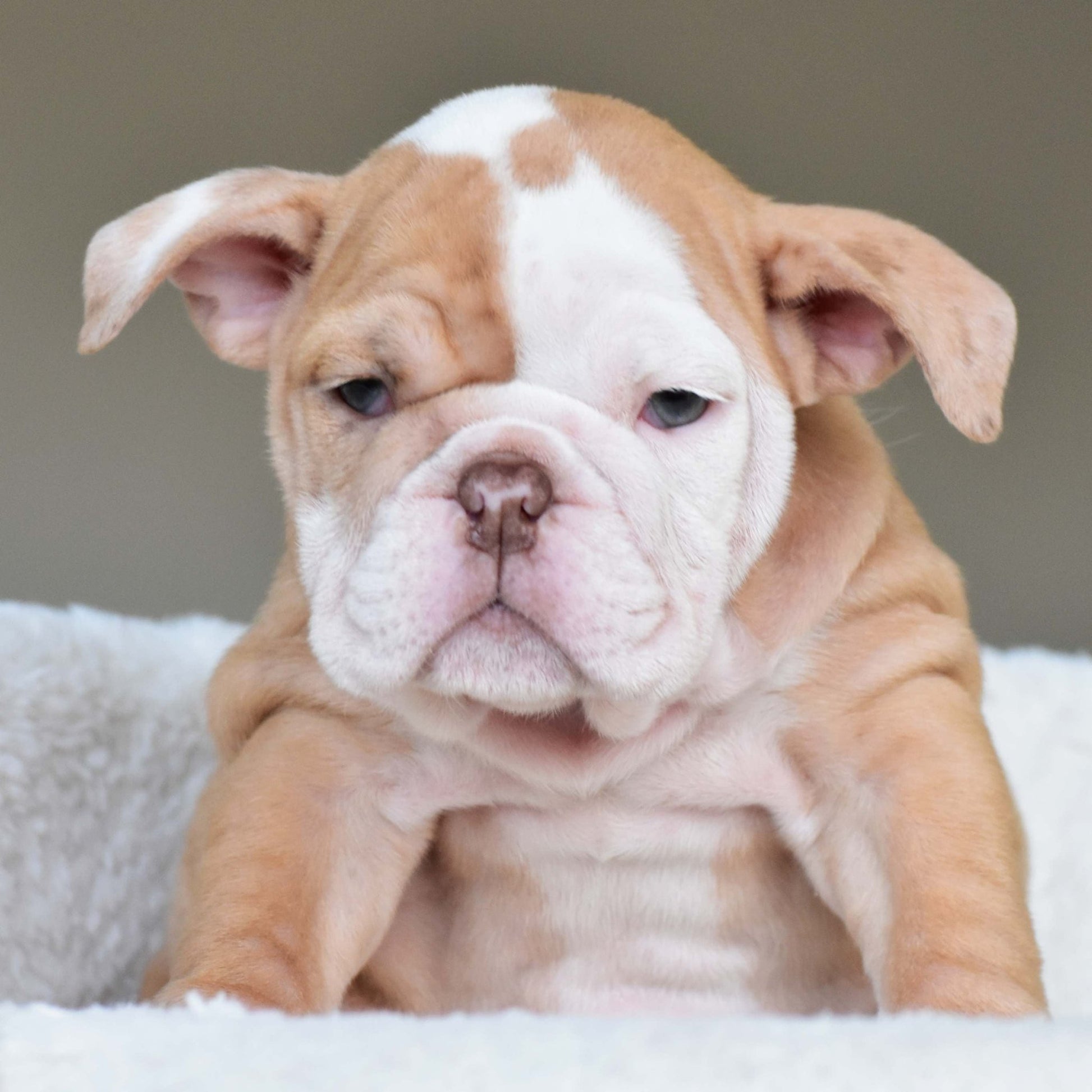 MAPLE (Girl) - WB English Bulldogs