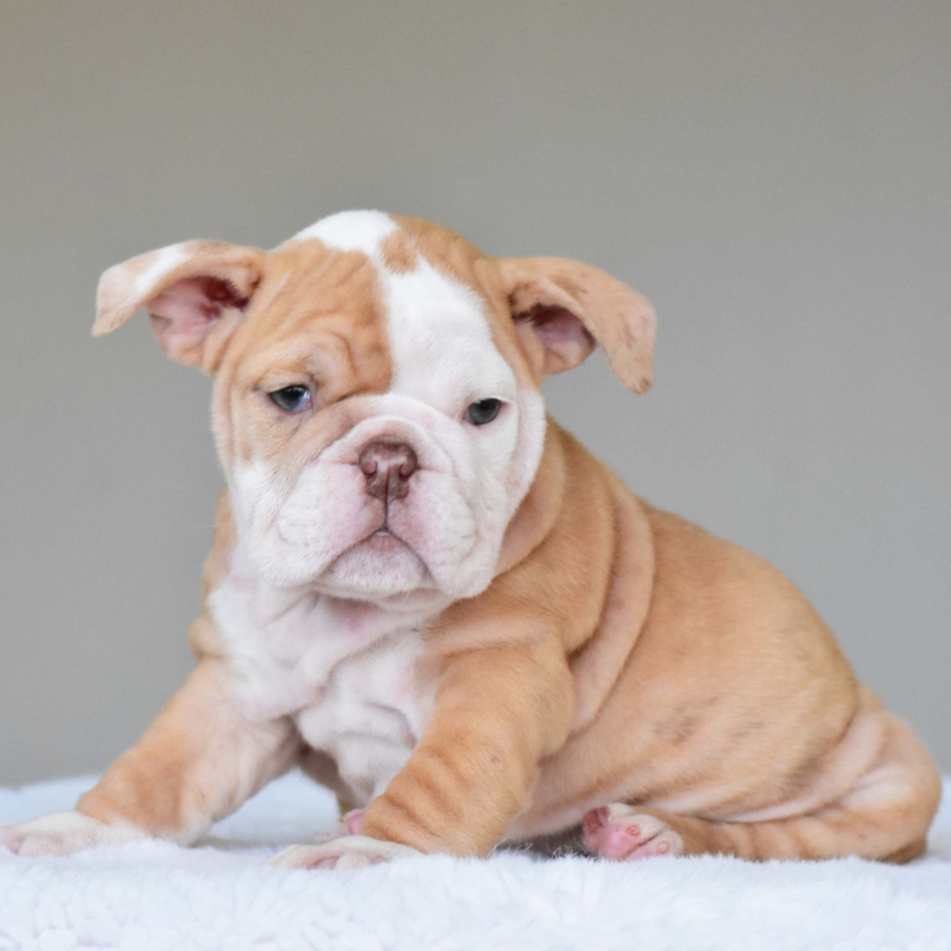 MAPLE (Girl) - WB English Bulldogs