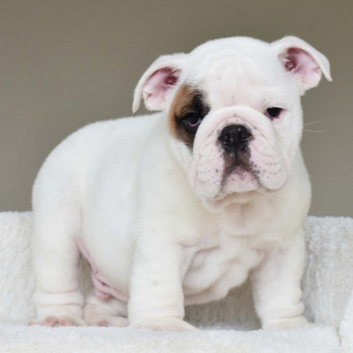 MARSHMALLOW (BOY) - WB English Bulldogs