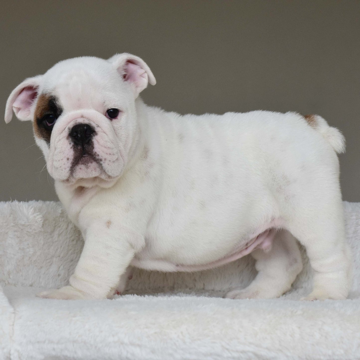 MARSHMALLOW (BOY) - WB English Bulldogs