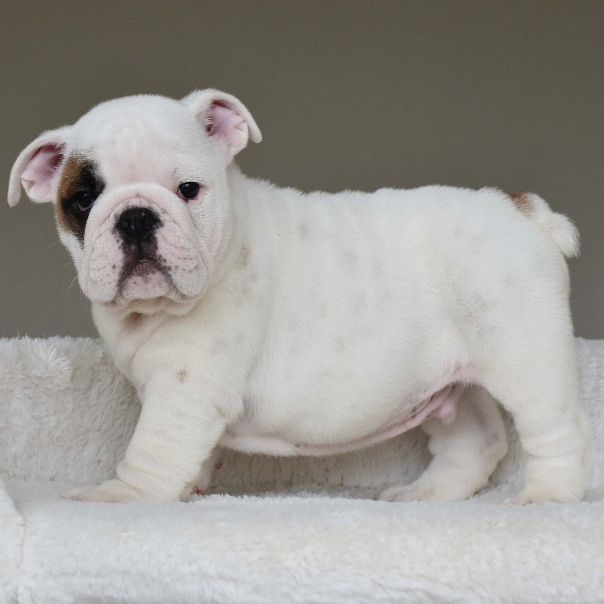 MARSHMALLOW (BOY) - WB English Bulldogs