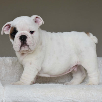 MARSHMALLOW (BOY) - WB English Bulldogs