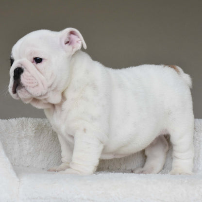 MARSHMALLOW (BOY) - WB English Bulldogs