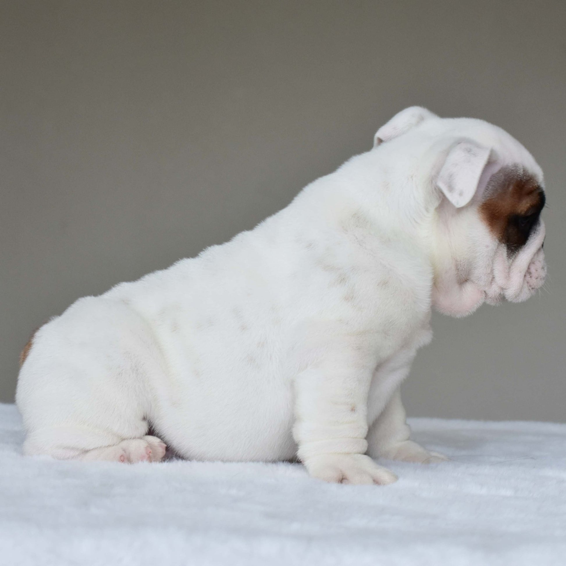 MARSHMALLOW (BOY) - WB English Bulldogs