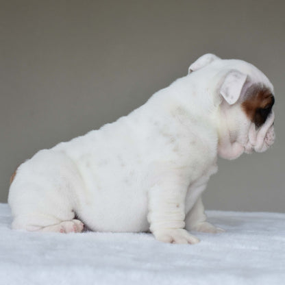 MARSHMALLOW (BOY) - WB English Bulldogs