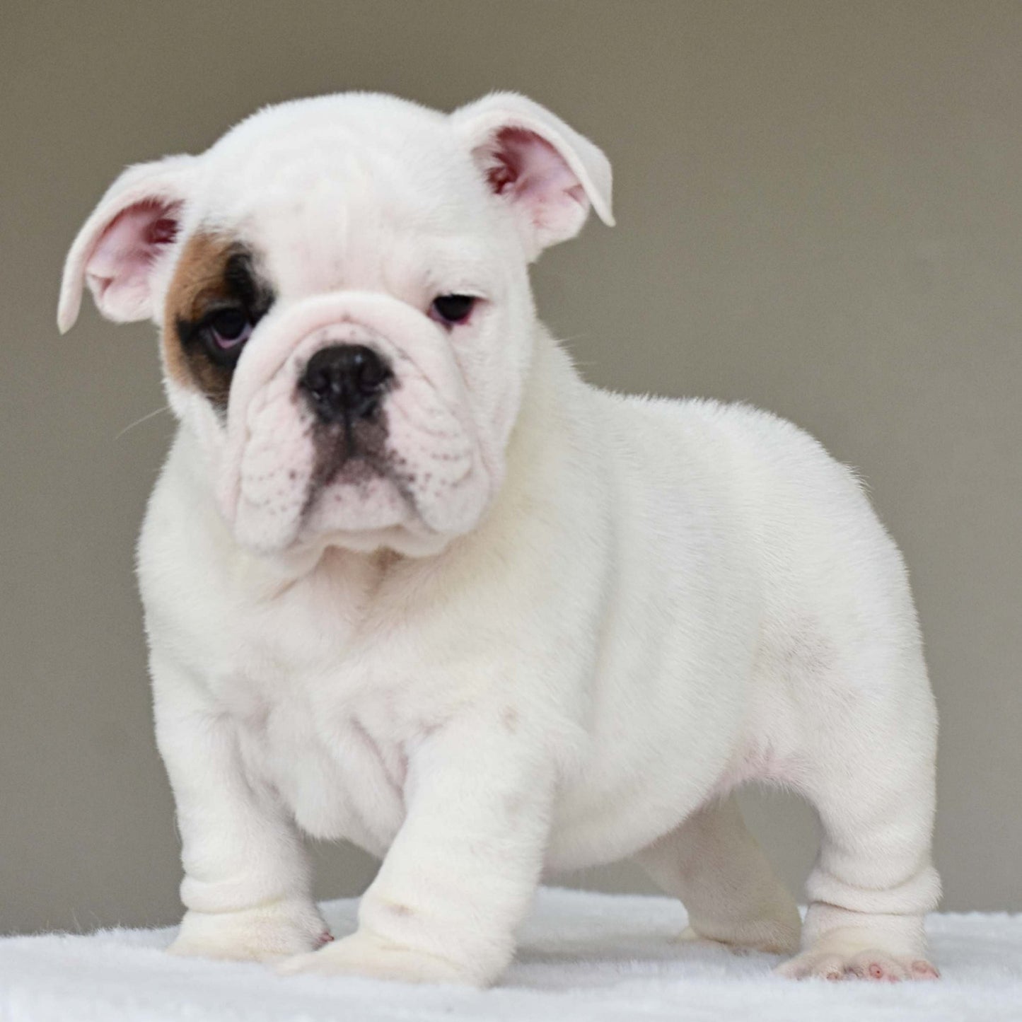 MARSHMALLOW (BOY) - WB English Bulldogs