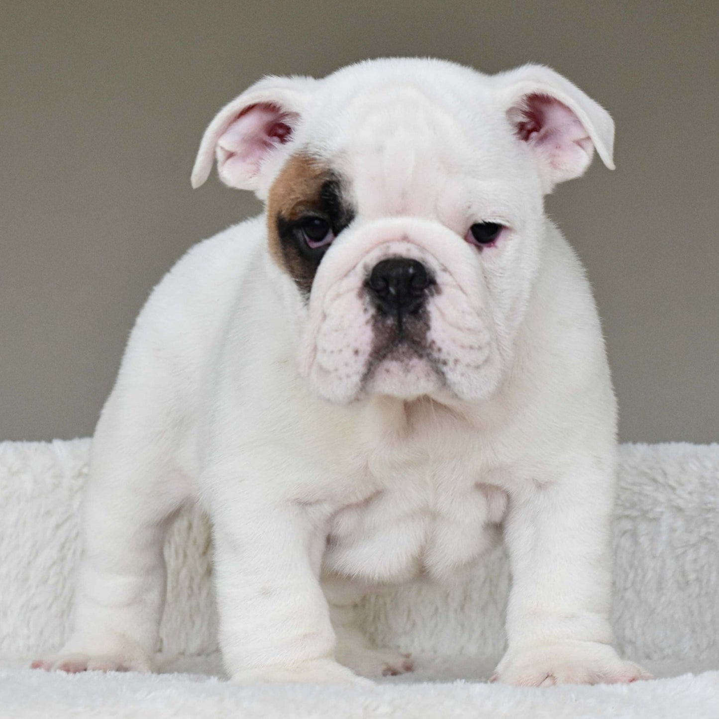 MARSHMALLOW (BOY) - WB English Bulldogs