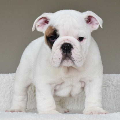 MARSHMALLOW (BOY) - WB English Bulldogs