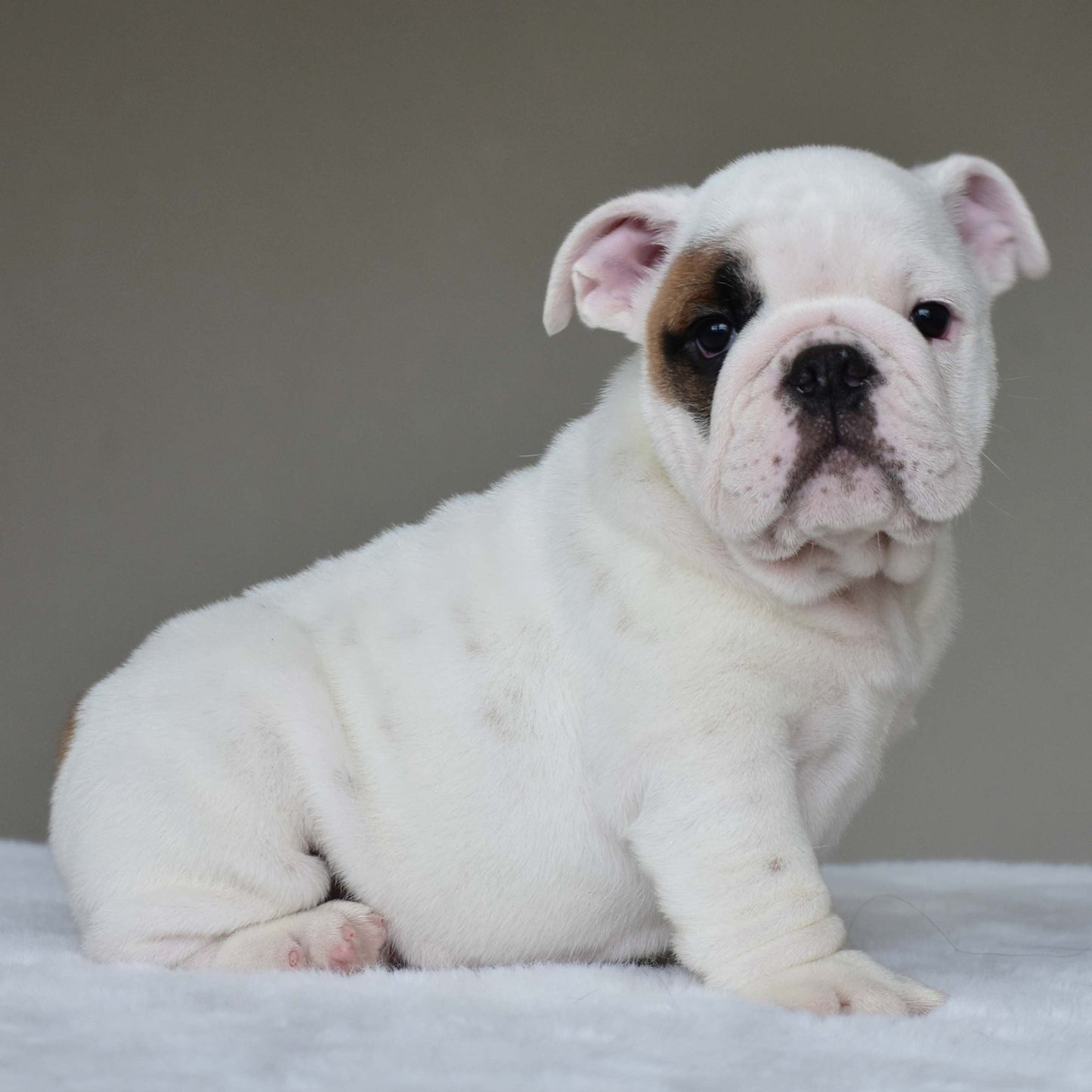 MARSHMALLOW (BOY) - WB English Bulldogs