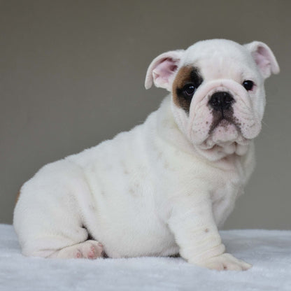 MARSHMALLOW (BOY) - WB English Bulldogs