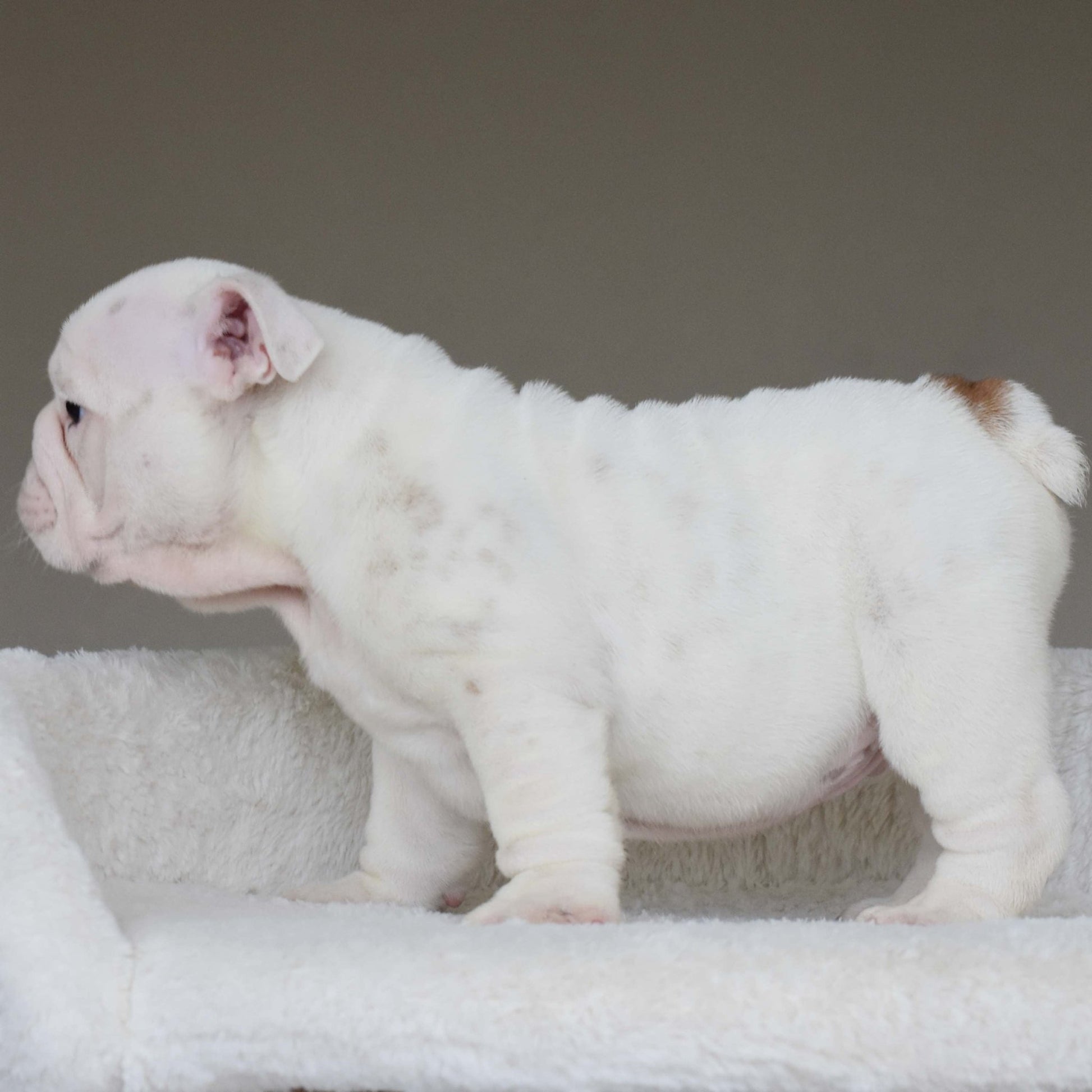 MARSHMALLOW (BOY) - WB English Bulldogs