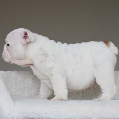 MARSHMALLOW (BOY) - WB English Bulldogs