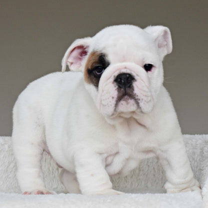 MARSHMALLOW (BOY) - WB English Bulldogs