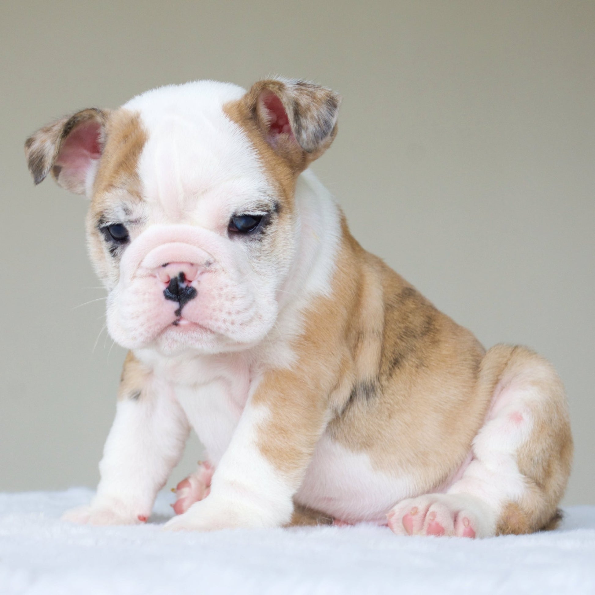 MAX (BOY) - WB English Bulldogs