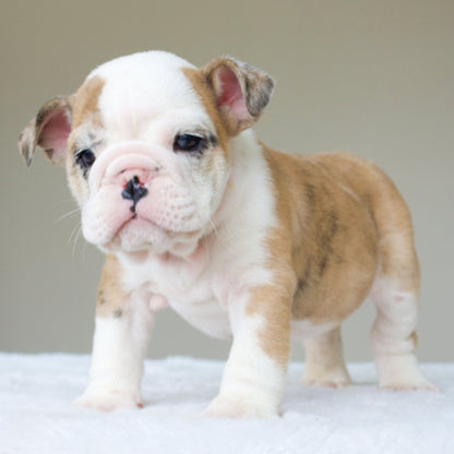 MAX (BOY) - WB English Bulldogs