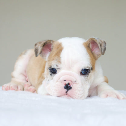 MAX (BOY) - WB English Bulldogs