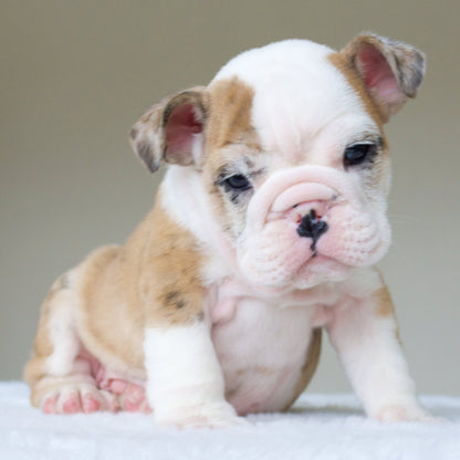 MAX (BOY) - WB English Bulldogs