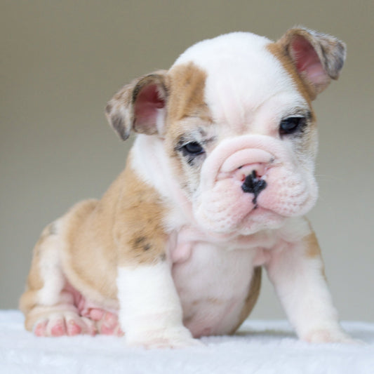 MAX (BOY) - WB English Bulldogs