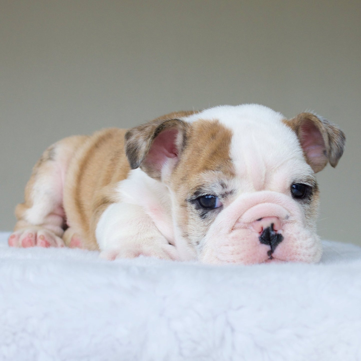 MAX (BOY) - WB English Bulldogs